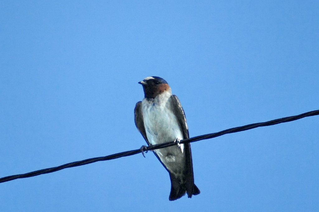 Swallow, Cliff, 2007-06101116 Windsor, CO.jpg - Cliff Swallow. Windsor, CO, 6-10-2007